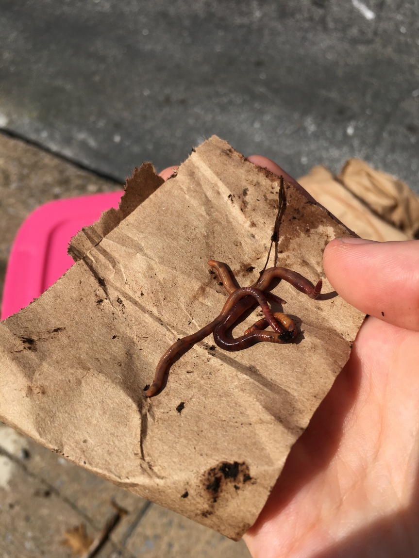 Crawly Cuties and Apartment Composting